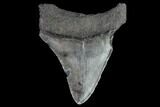 Juvenile Megalodon Tooth - Georgia #90727-1